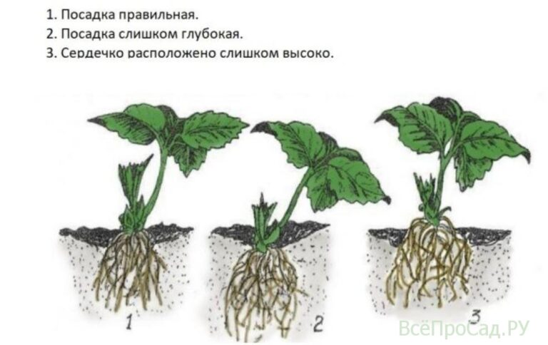 Схема посадки подсолнечника в открытый грунт