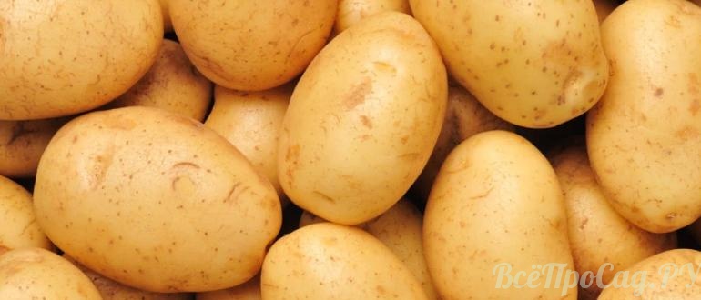 Картофель сорта Гала — выращивание и уход