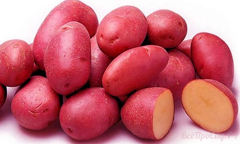 Картофель Ред Скарлет - характеристика сорта