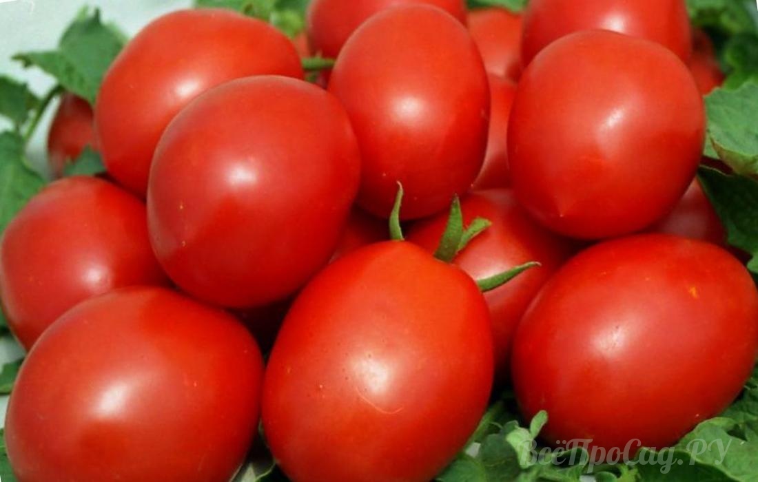 Лучшие ранние сорта томатов для теплиц