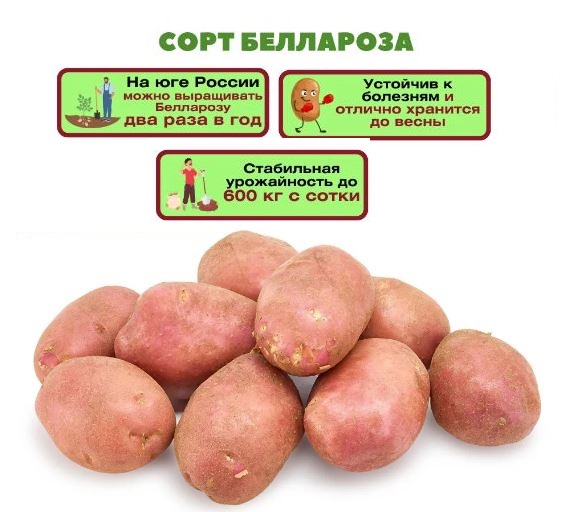 Изображение сорта картофеля беллароза