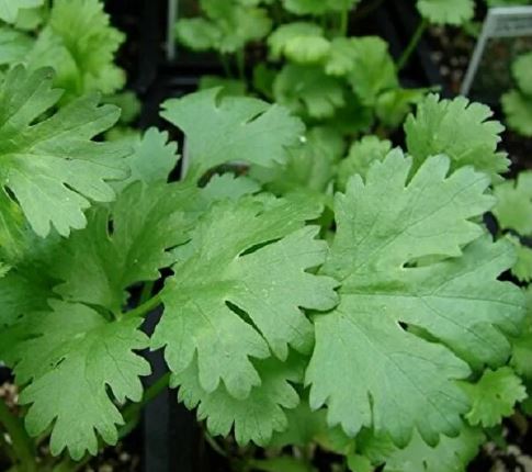 Выращивание зелени — пошаговая схема