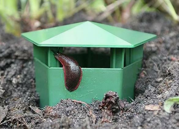 Как избавиться от слизней: полный набор методов