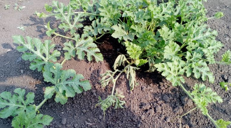 Сладкий арбуз на Урале