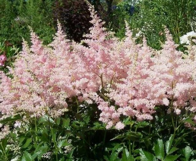 Как создать цветник с длительным цветением?