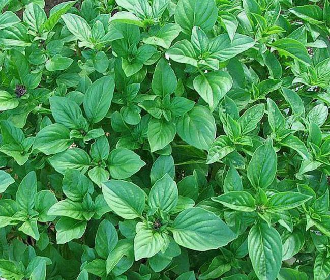 выращивание зелени