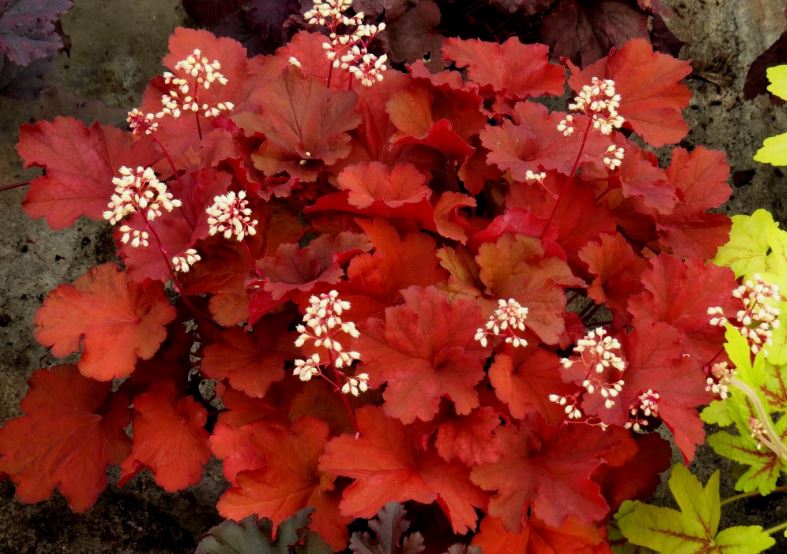 для переднего плана цветника 