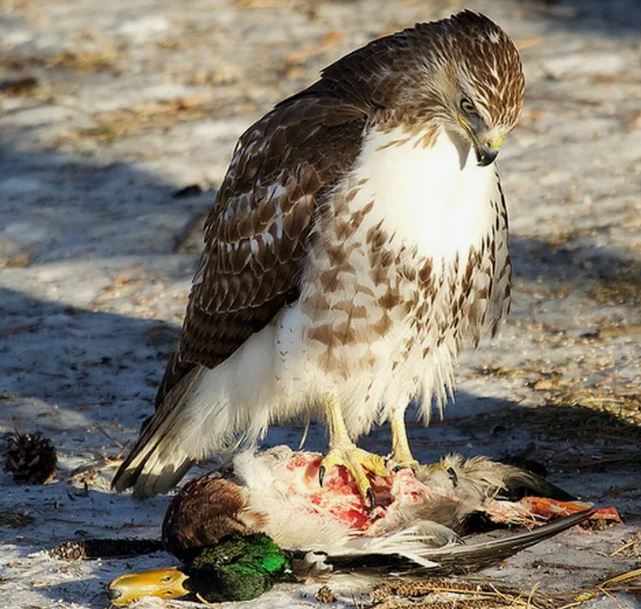 Кормление птиц: хорошо или плохо?