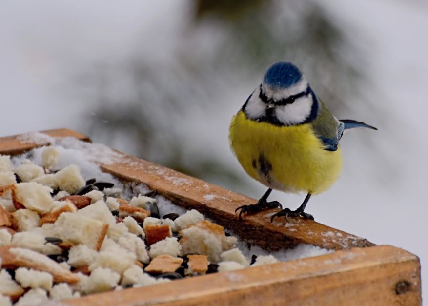 кормление птиц хлебом не рекомендуется