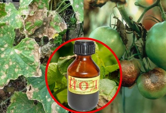 Фитофтора картофеля