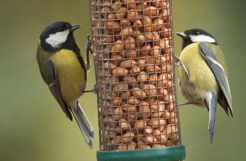 Кормление птиц: хорошо или плохо?