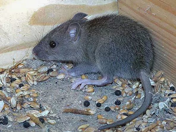 Кормление птиц: хорошо или плохо?