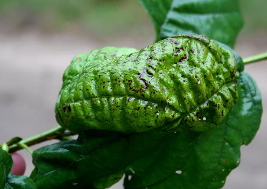 Болезни растений: диагностика и лечение