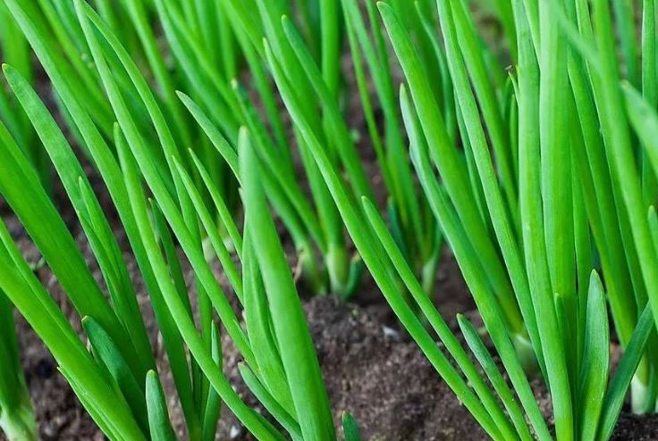 Выращивание зелени — пошаговая схема