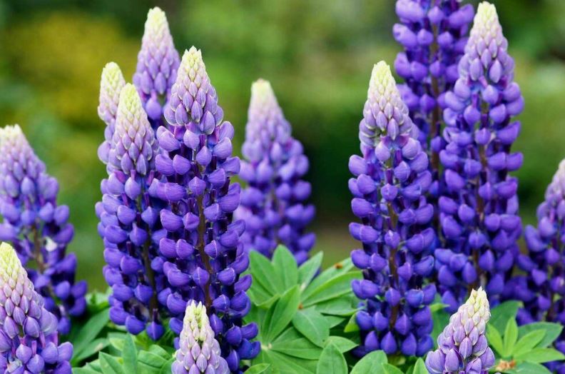 Как создать цветник