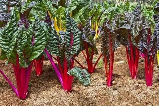 Выращивание зелени — пошаговая схема