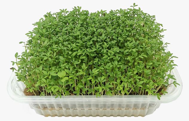 Выращивание зелени