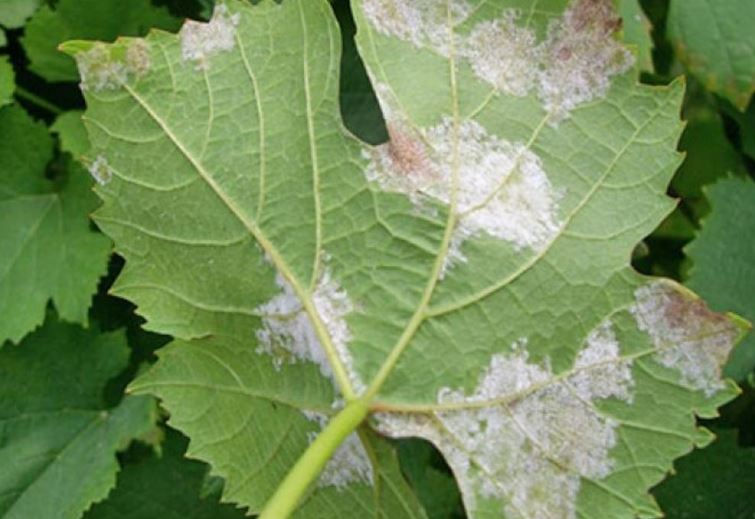 Фитофтора на винограде (милдью)