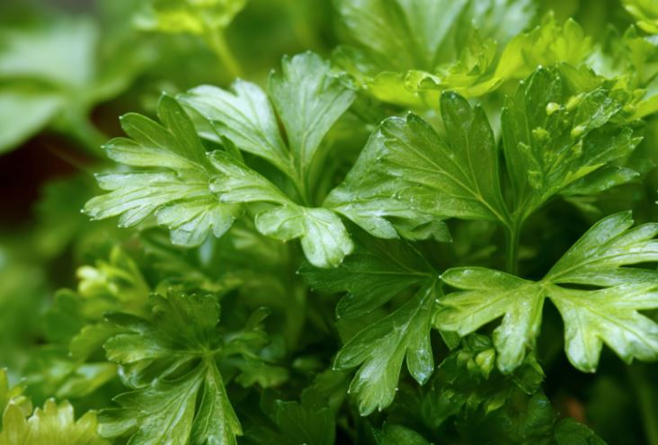 Выращивание зелени — пошаговая схема