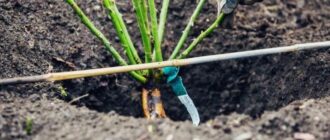 Посадка розы весной