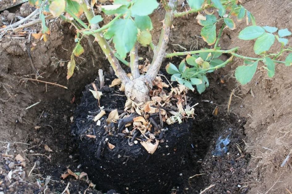 Посадка розы весной