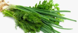 выращивание зелени