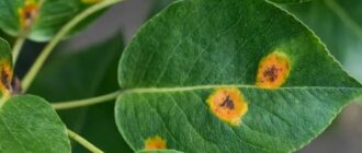 Болезни растений