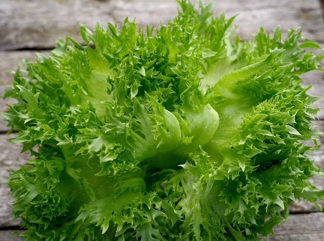 Выращивание зелени — пошаговая схема