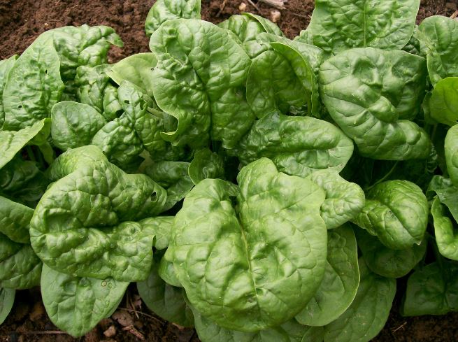 Выращивание зелени — пошаговая схема