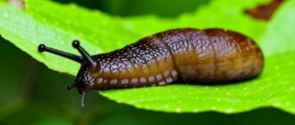 Как избавиться от слизней