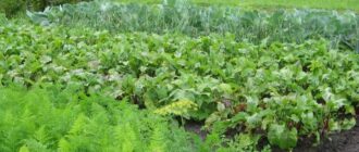 Совместимость растений