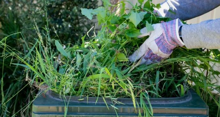 Как создать удобрение для растений своими руками?