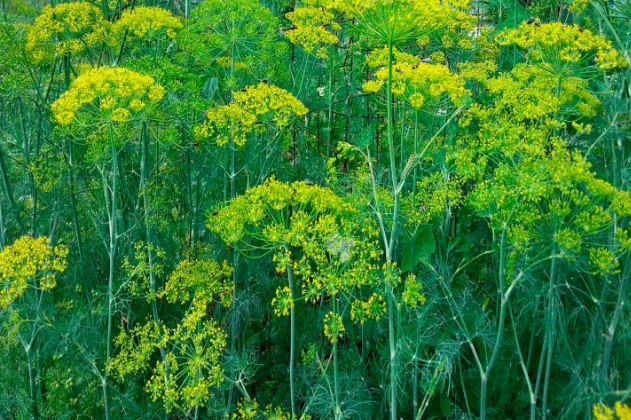 выращивание зелени