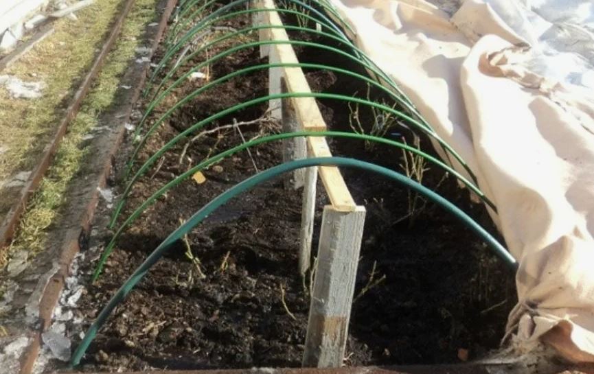 Посадка розы весной, основные правила и частые ошибки