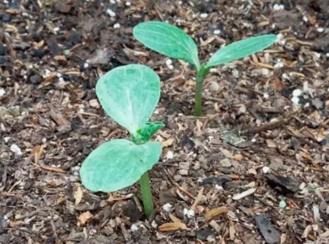 Сладкий арбуз на Урале. Рассада